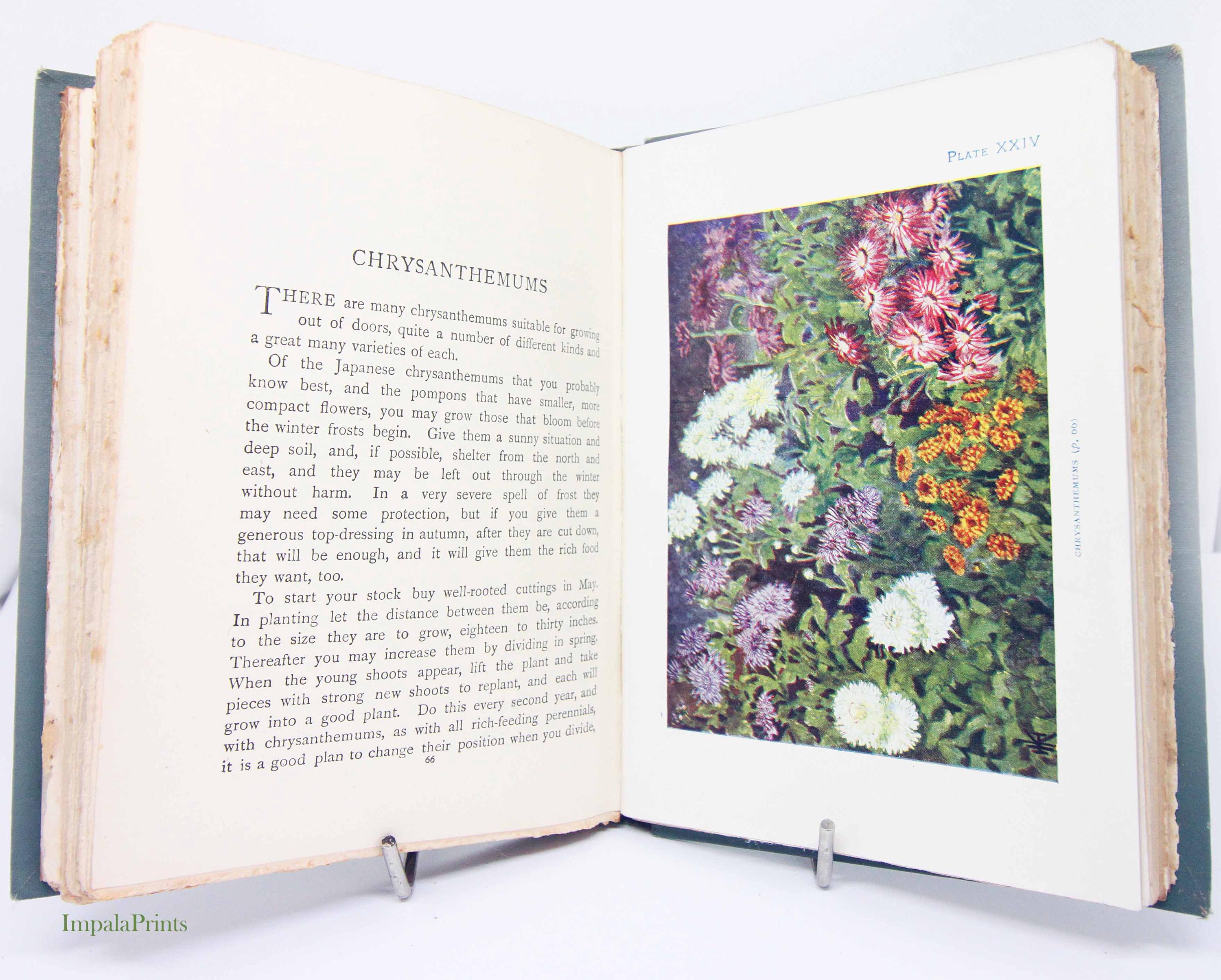 アンティークフラワーガイドカラー1910年代のイラスト子供向け