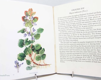 Wild flower guide vintage picture book 1937 Guide Flower Picture book guide Vintage Garden