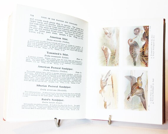 BIRDS of the BRITISH ISLES CD 27 Old Rare Antiquarian Bird Books Collection