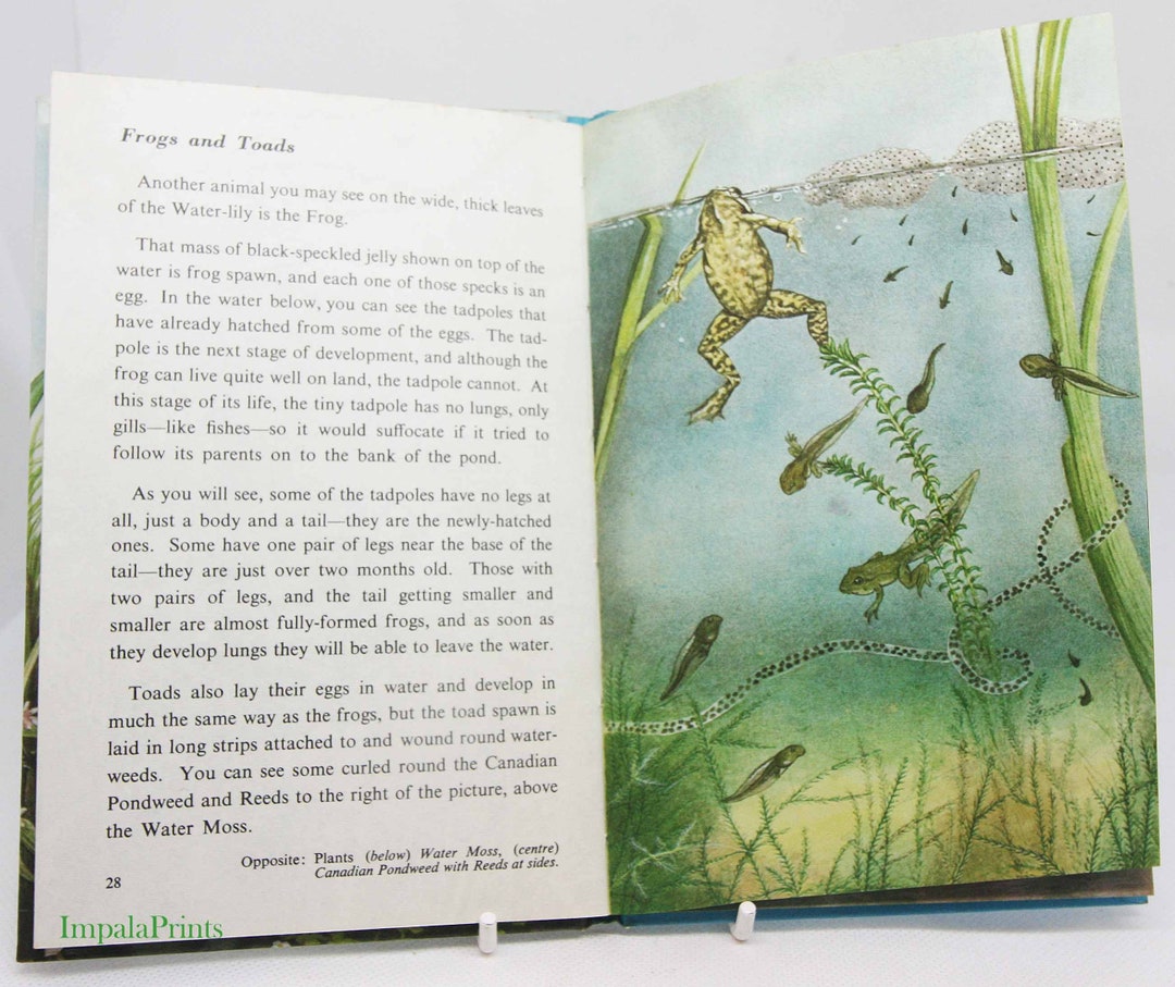 Pond Life Guide Childrens Book Vintage Colour Plates Vintage Etsy