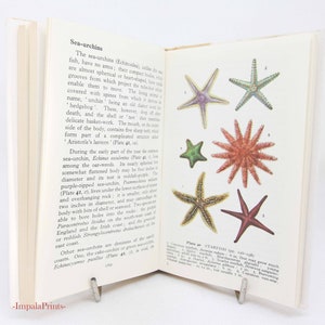 Sea and the Seashore Vintage Illustrated biology Plants Flower Picture book animal guide Old Retro