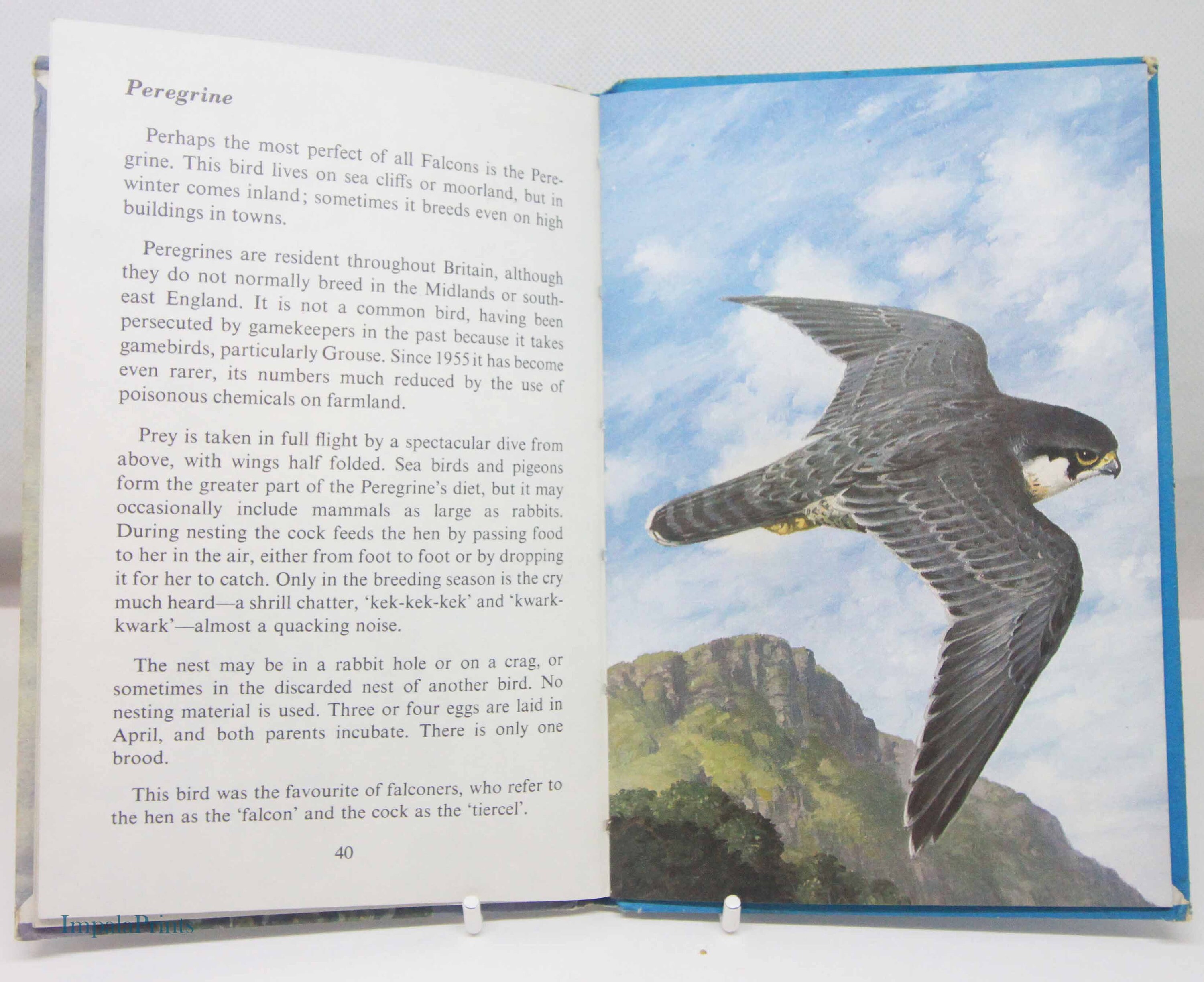 Powder Bird Book Birds of Prey Spotting, Bird Book Vintage Book With Illustrations ...