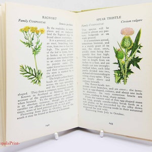 Vintage book Wild Flowers Illustrated Plants Flower Picture book gifts Flowers guide Old Retro Vintage gifts image 8