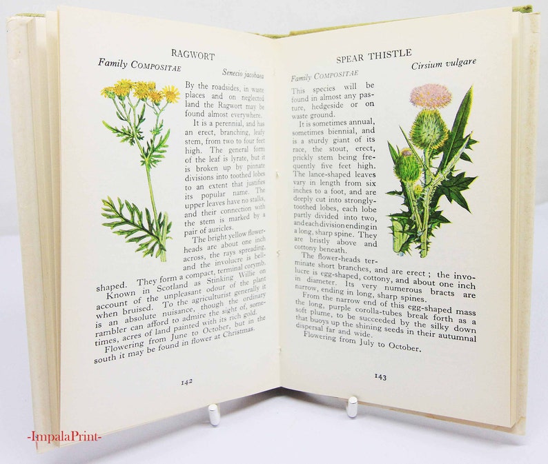 Vintage book Wild Flowers Illustrated Plants Flower Picture book gifts Flowers guide Old Retro Vintage gifts image 8