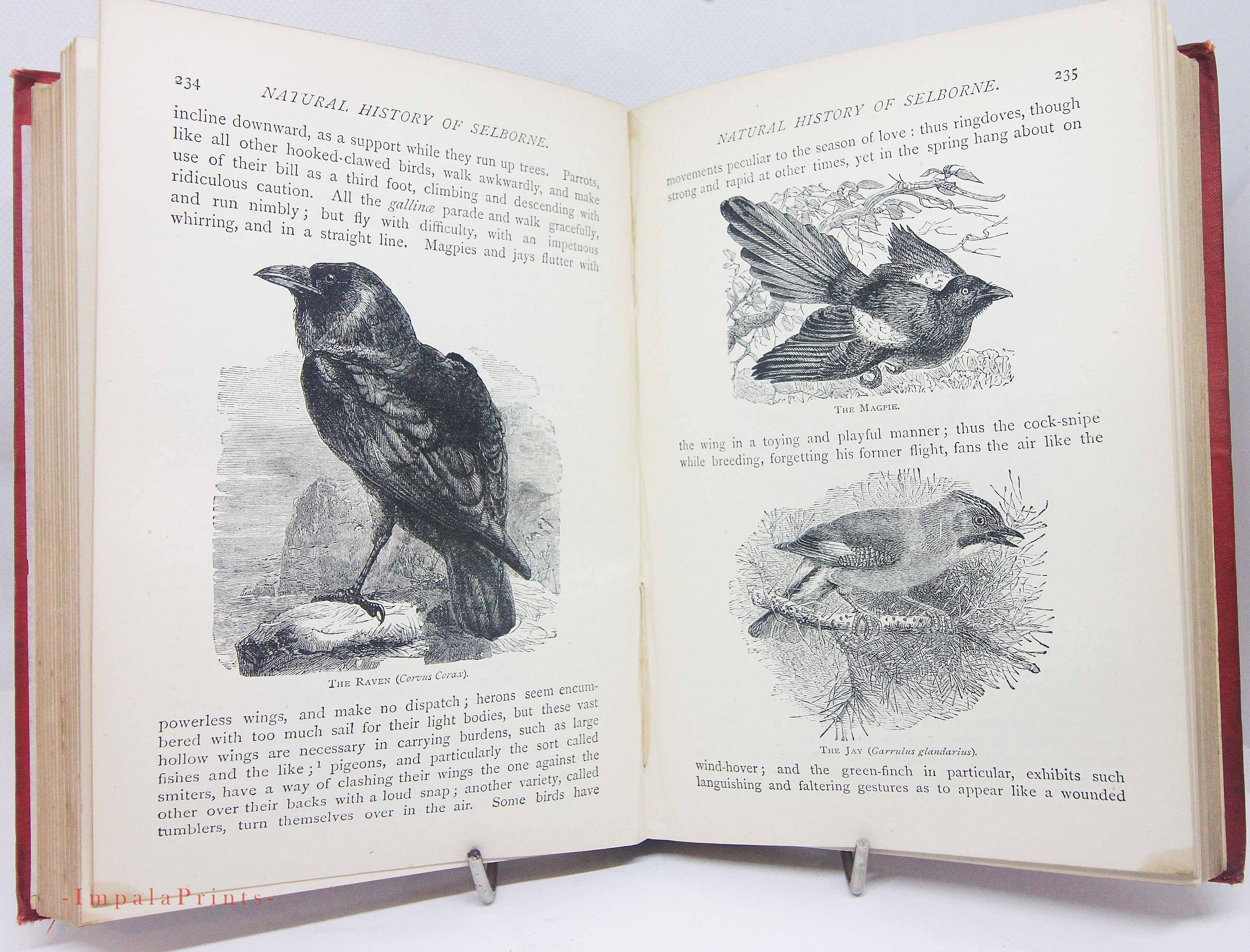 Natural History Selborne Hardback Vintage Antique Book 1800s
