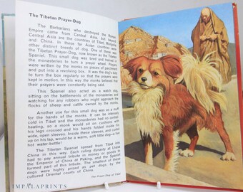 Coccinelle livre de chiens illustré 1968 vintage livre cartonné vintage, cadeau, cadeau de chien de collection