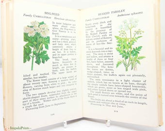 Vintage book Wild Flowers Illustrated Plants Flower Picture book gifts Flowers guide Old Retro Vintage gifts