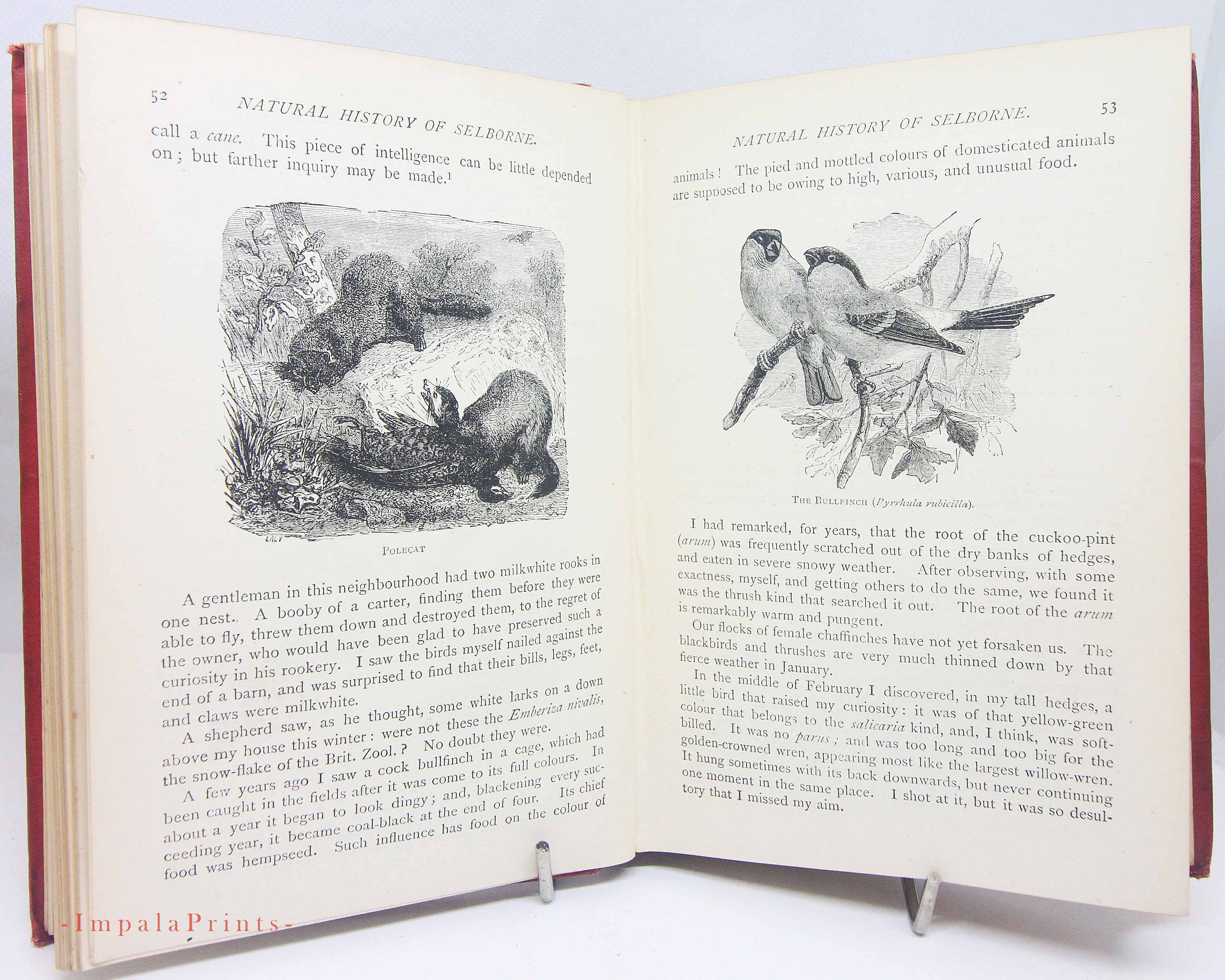 Natural History Selborne Hardback Vintage Antique Book 1800s