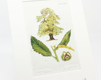 Impression de châtaignier des années 1920 couleur impression vintage Nature décoration d'intérieur cadeau Art arbre cadeau histoire naturelle botanique