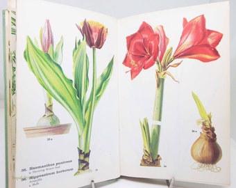 Flower book Indoor Plants Illustrated Plants Flower Picture book Flowers guide Old Retro