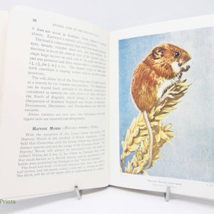 Animal Life of the British Isles Vintage Book Nature 1929 Wild Antique llustrated Picture book guide Vintage gift