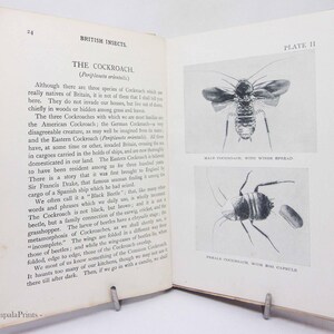 Vintage 1920s Entomology Book – Illustrated Insects Nature Guide ...