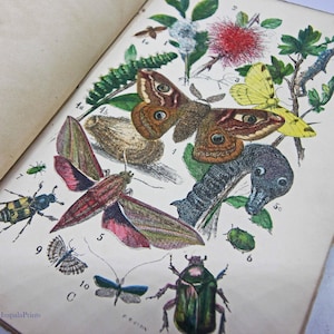 Objects of the Countryside Antique Nature book 1861 biology old book Biology Science illustrated colour