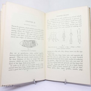 May include: A black and white illustration of different animal feet, showing the hoofed feet of an elephant, pig, sheep, and horse. The text in the image reads "Hooded Beasts".