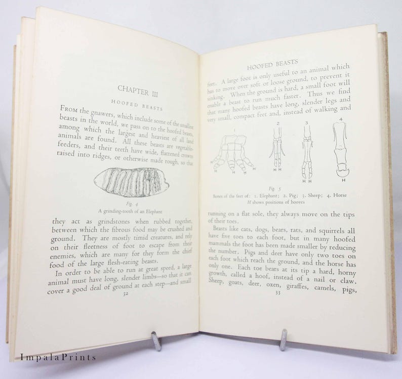 May include: A black and white illustration of different animal feet, showing the hoofed feet of an elephant, pig, sheep, and horse. The text in the image reads "Hooded Beasts".