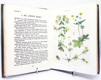Antique Flower Book illustrated Attractive colour illustration children&#39;s Gardening Guide Antique vintage science books