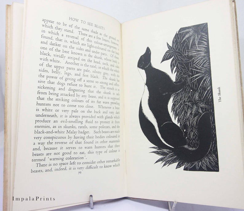 May include: Black and white illustration of a skunk climbing a tree. The text "The Skunk" is printed in the lower right corner of the image. The illustration is from a book titled "How to See Beaty".