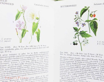 Wild Flowers Illustrated Plants Flower Picture book gifts Flowers guide Old Retro Vintage gifts