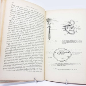 Bird book Vintage 1946 Bird Spotting, gift ideas Paperback Book Illustrated Ornithology vintage gifts guide