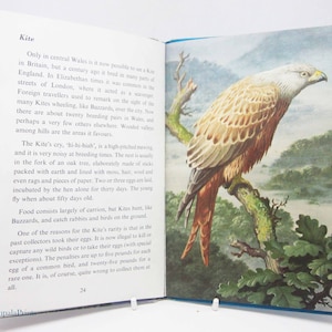 Birds of Prey Spotting, Bird book vintage Book with Illustrations Ornithology Red guide