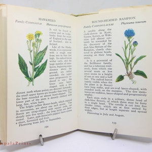 Vintage book Wild Flowers Illustrated Plants Flower Picture book gifts Flowers guide Old Retro Vintage gifts image 6