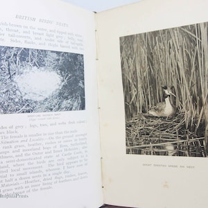 British Bird Nests Birdwatching picture book Nature Antique 1930s Spotting, vintage Book Ornithology vintage gifts guide