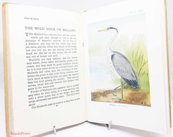 Bird Book vintage Illustrated 1940s Color pictures childrens Ornithology Hardback Gift