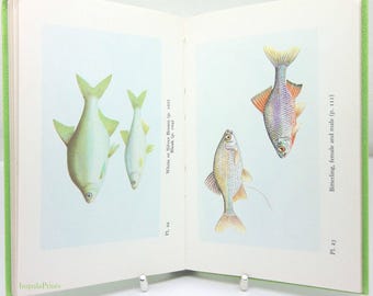 魚の本　北アメリカ淡水魚 ヴィンテージ魚類図鑑：北米の代表的な淡水魚、1942年 - Etsy 日本