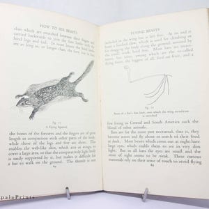 May include: A black and white illustration of a flying squirrel with the text "A Flying Squirrel" and "How to See Beasts" on the page. The illustration shows the squirrel with its legs stretched out and its tail extended behind it.
