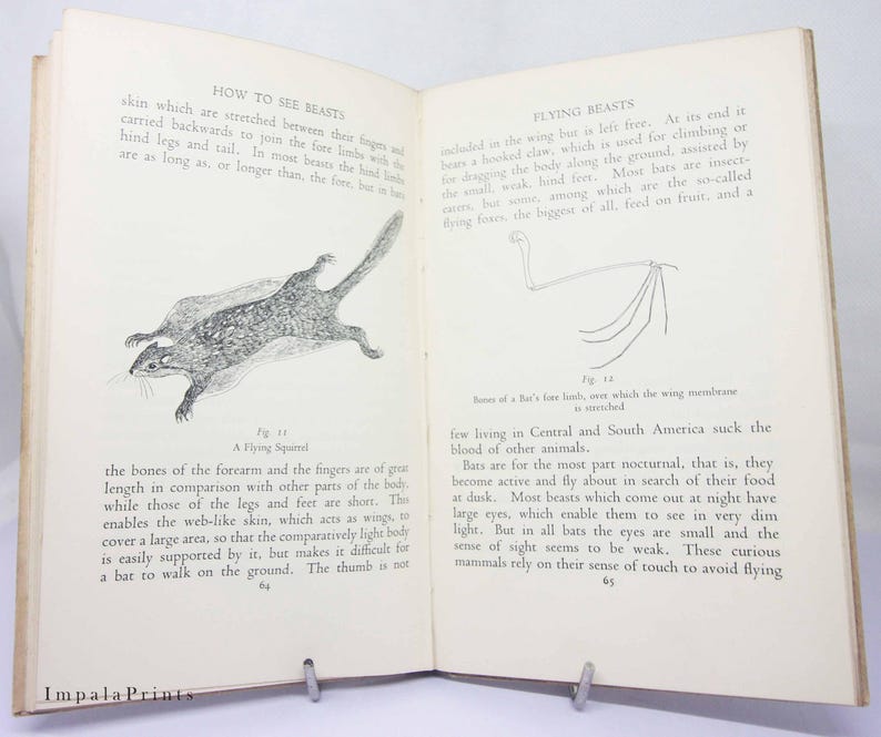 May include: A black and white illustration of a flying squirrel with the text "A Flying Squirrel" and "How to See Beasts" on the page. The illustration shows the squirrel with its legs stretched out and its tail extended behind it.