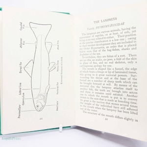 Süßwasserfische Handbuch 1950er Jahre Sammler Buch Illustriertes Angelbuch Buchanleitung Vintage Buch