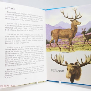 Animals and where they live vintage book 1960s Ladybird with Illustrations Ornitholog guide nature