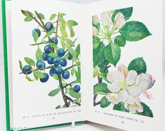 Trees and shrubs guide book flower book Illustrated Plants picture book Flowers guide Old Retro