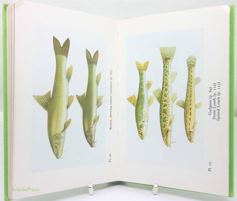 Fish Types Book Freshwater Fishes Handbook Collectable Book Illustrated Fishing Book ...
