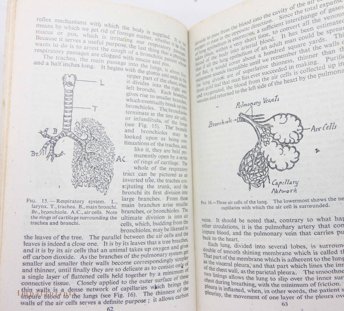 Human Physiology and Vintage 1942 Illustrated Guide to the Old Guide Anatomical Diagrams and ...