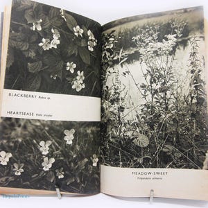 Wild Flower Book Vintage, 1940s Attractive colour illustration Guide wild plants and flowers