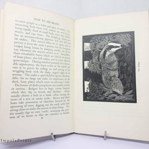 May include: A black and white illustration of a badger in a forest setting. The badger is facing right and has a long, pointed snout. The illustration is from a book titled "How to See Beasts".