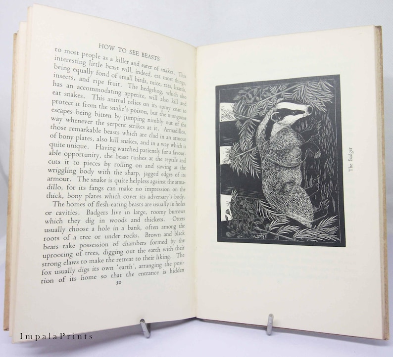 May include: A black and white illustration of a badger in a forest setting. The badger is facing right and has a long, pointed snout. The illustration is from a book titled "How to See Beasts".