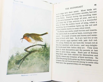 Vintage Bird Book — Illustrated 1940s Children’s Ornithology with Colour Plates, Classic Hardback Gift