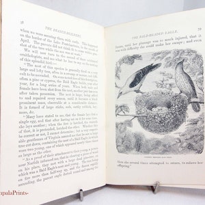 Antyczna książka przyrodnicza z 1887 r. Ilustrowana, rzadkie ryciny, antyczna książka przyrodnicza, książka podarunkowa z nauką i geografią