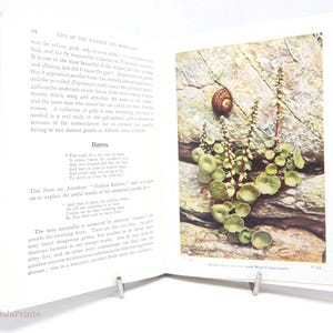 Life of the Wayside & Woodland Feldführer Buch Vintage Bildband Wildblumen Insekten Botony Ratgeber