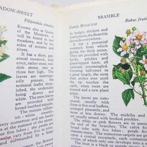 Vintage book Wild Flowers Illustrated Plants Flower Picture book gifts Flowers guide Old Retro Vintage gifts image 10