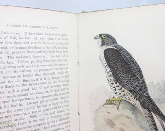 Lapland Winter & summer antique illustrated Vintage Ornithology Hardback Rare antique Wildlife nature science