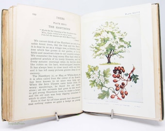 Tree Illustrated Guide Vintage, antique colour illustration childrens nature Guide gift ideas
