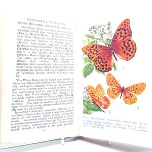 Guia de Insetos Vintage - Ilustrações Coloridas, Capa Dura Vintage, Livro de História Natural Ilustrado para Presente