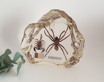 Scorpion & Spider! Large Resin Paperweight from Afghanistan Insects 7x7.5