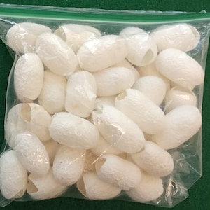 40 empty silk cocoons, Bombyx mori, also called Mulberry silk