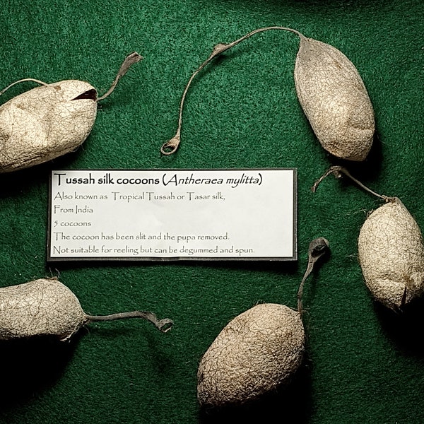 5 Tussah cocoons with intact peduncle - pupa removed (Antheraea mylitta)