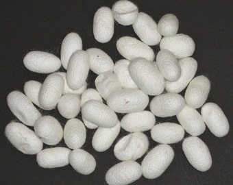 40 silk cocoons, Bombyx mori, also called Mulberry silk