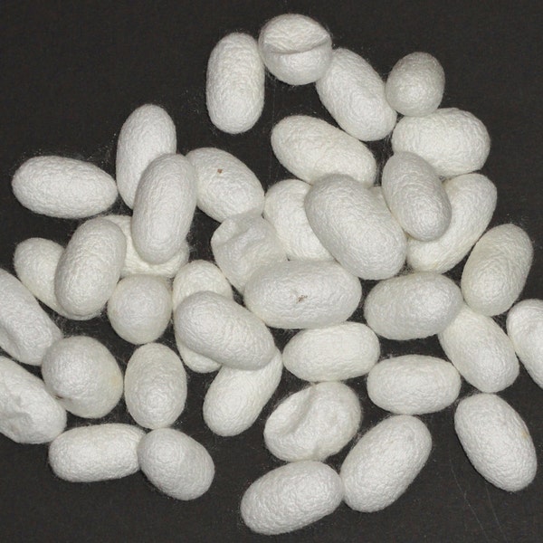 40 silk cocoons, Bombyx mori, also called Mulberry silk